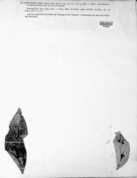 Capnodium citri image